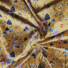 COTTON JERSEY | WILD MUSHROOMS (Yellow)
